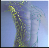 lymphatic-drainage-1